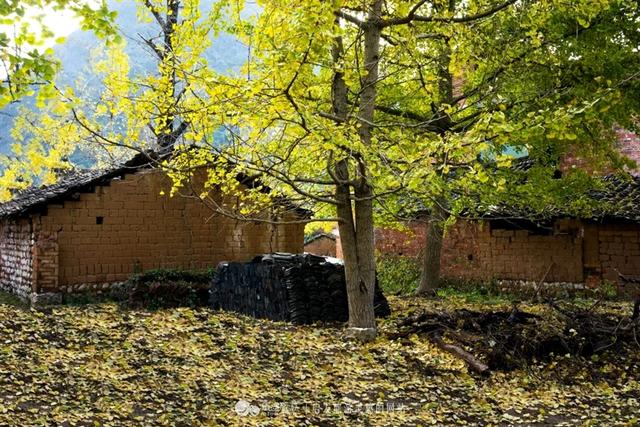 银杏成群 满园尽带黄金甲