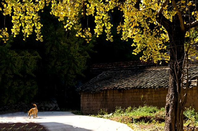 银杏成群 满园尽带黄金甲