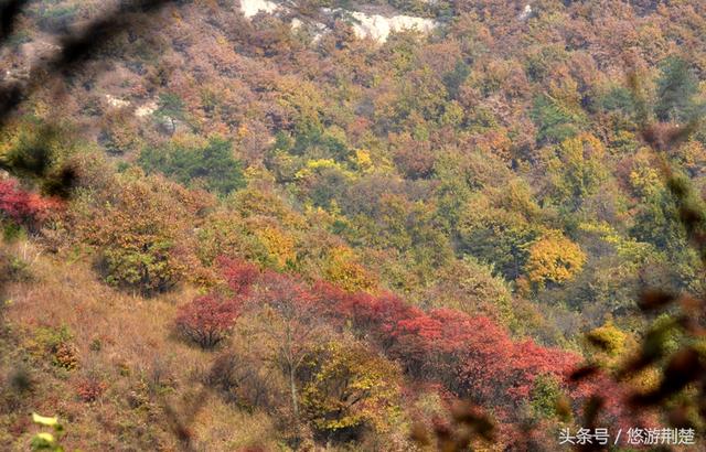 饱览随州最美秋色，摄影名家聚焦金秋&ldquo;叶太美&rdquo;