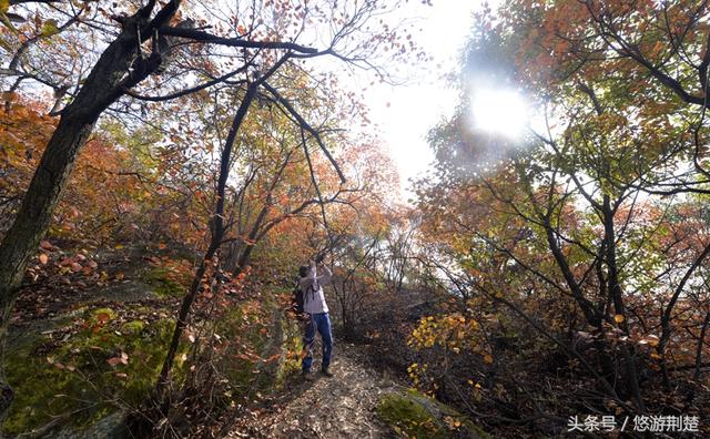 饱览随州最美秋色，摄影名家聚焦金秋&ldquo;叶太美&rdquo;