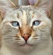 我敢写，你敢看吗？网友晒自家&ldquo;奇葩&rdquo;春联 笑到爆肝！