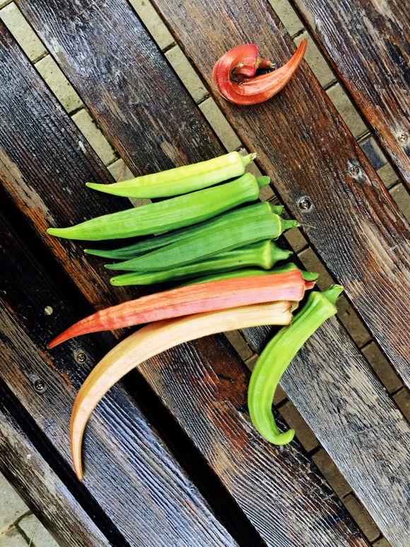 一位90后的姑娘，整天痴迷于花草，结果将生活变成了美丽的诗！