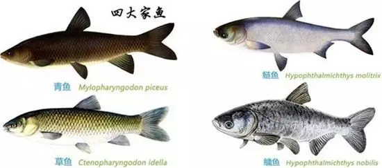 蟹种对水质的要求比鱼种更高,对水质的污染也更敏感。