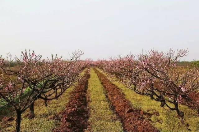 湖北要给200个村发奖金 快看这1000万有没你的份