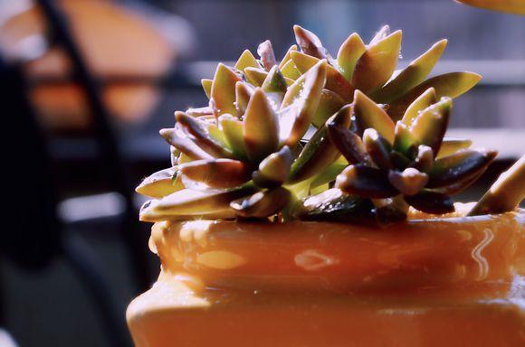 一位90后的姑娘，整天痴迷于花草，结果将生活变成了美丽的诗！