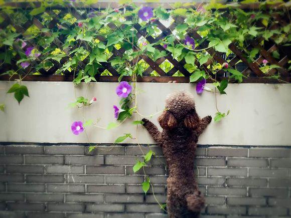 一位90后的姑娘，整天痴迷于花草，结果将生活变成了美丽的诗！