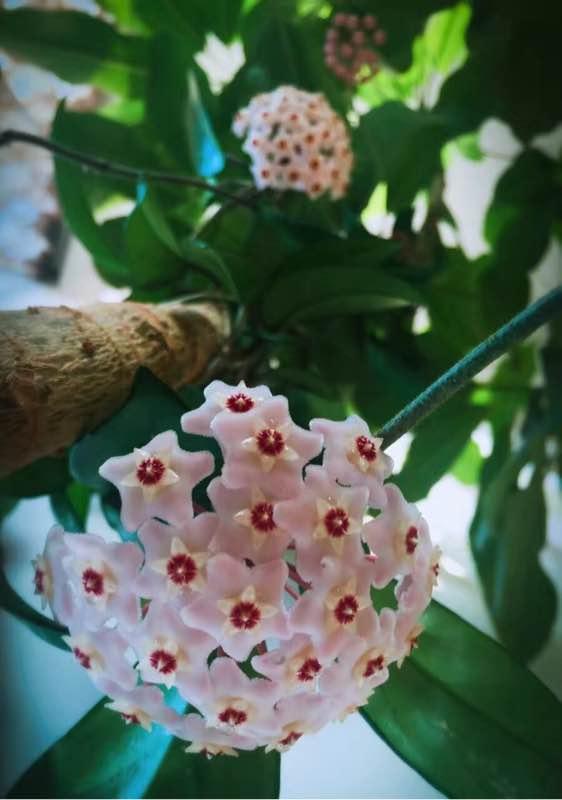 一位90后的姑娘，整天痴迷于花草，结果将生活变成了美丽的诗！