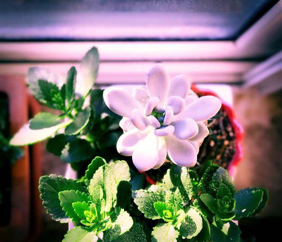 一位90后的姑娘，整天痴迷于花草，结果将生活变成了美丽的诗！