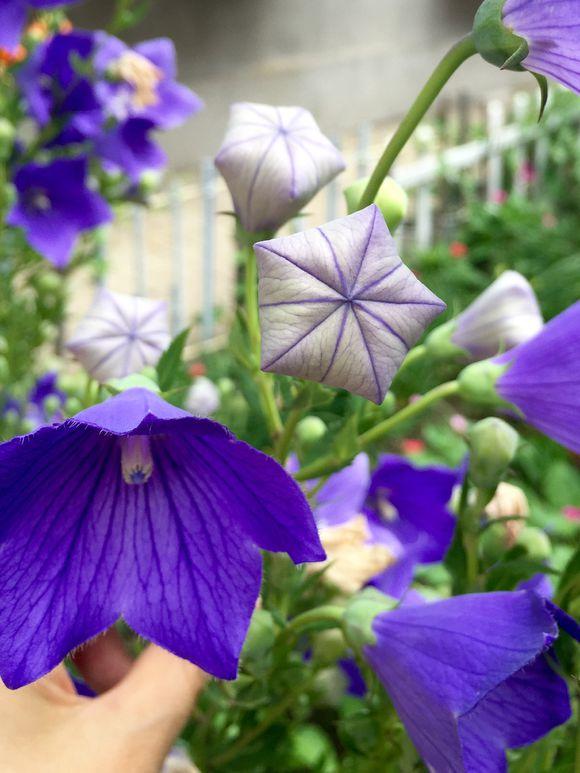 一位90后的姑娘，整天痴迷于花草，结果将生活变成了美丽的诗！