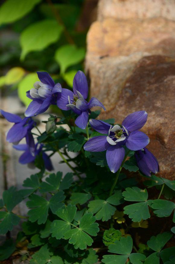 一位90后的姑娘，整天痴迷于花草，结果将生活变成了美丽的诗！