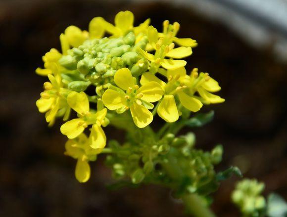 一位90后的姑娘，整天痴迷于花草，结果将生活变成了美丽的诗！