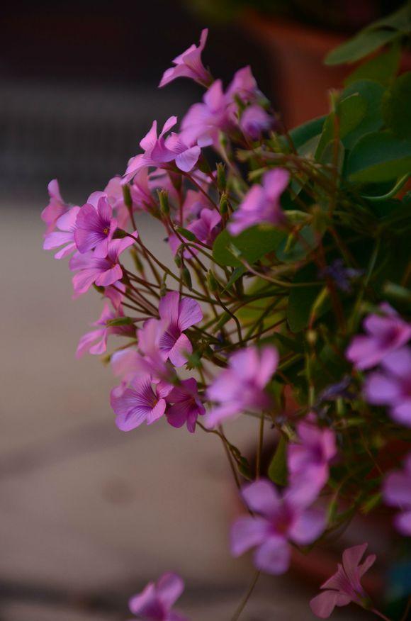 一位90后的姑娘，整天痴迷于花草，结果将生活变成了美丽的诗！