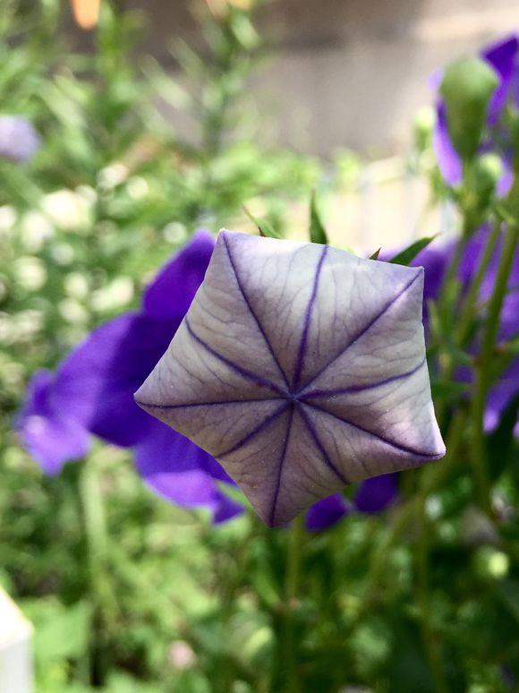 一位90后的姑娘，整天痴迷于花草，结果将生活变成了美丽的诗！