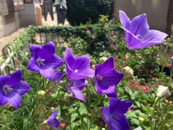 一位90后的姑娘，整天痴迷于花草，结果将生活变成了美丽的诗！