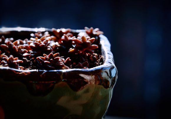 一位90后的姑娘，整天痴迷于花草，结果将生活变成了美丽的诗！