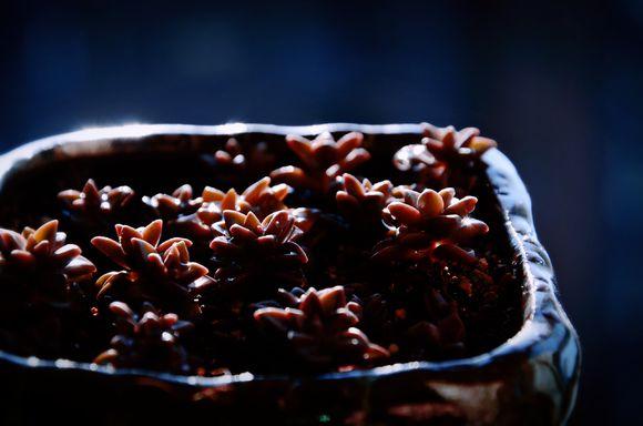 一位90后的姑娘，整天痴迷于花草，结果将生活变成了美丽的诗！