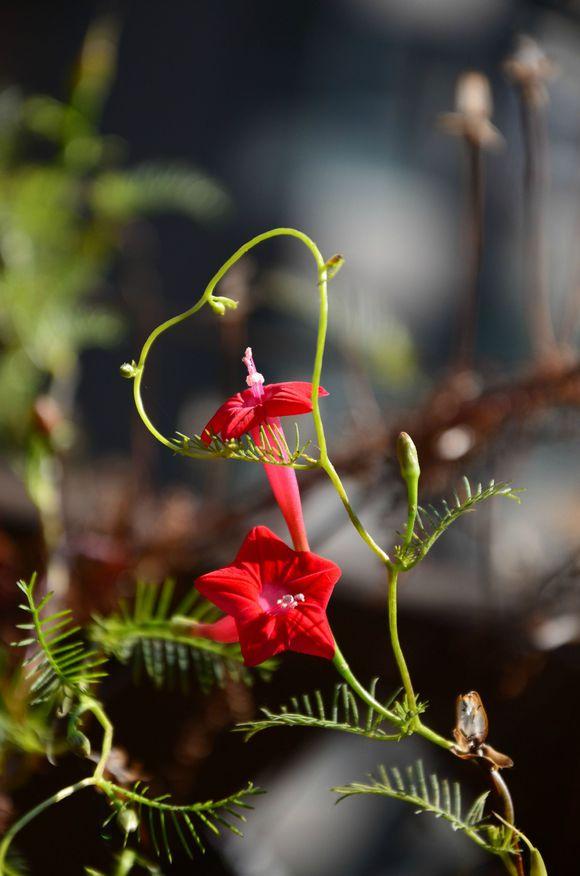 一位90后的姑娘，整天痴迷于花草，结果将生活变成了美丽的诗！