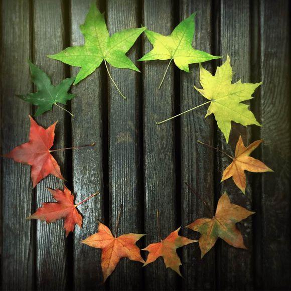 一位90后的姑娘，整天痴迷于花草，结果将生活变成了美丽的诗！