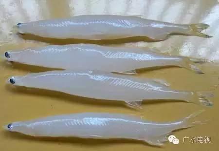 舌尖上的广水——广水地方美食大全