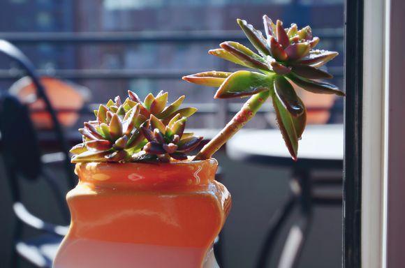 一位90后的姑娘，整天痴迷于花草，结果将生活变成了美丽的诗！