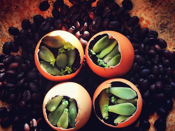 一位90后的姑娘，整天痴迷于花草，结果将生活变成了美丽的诗！