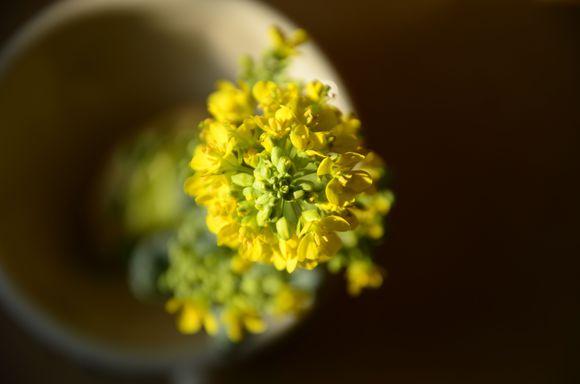 一位90后的姑娘，整天痴迷于花草，结果将生活变成了美丽的诗！