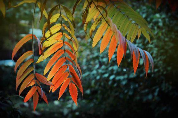 一位90后的姑娘，整天痴迷于花草，结果将生活变成了美丽的诗！