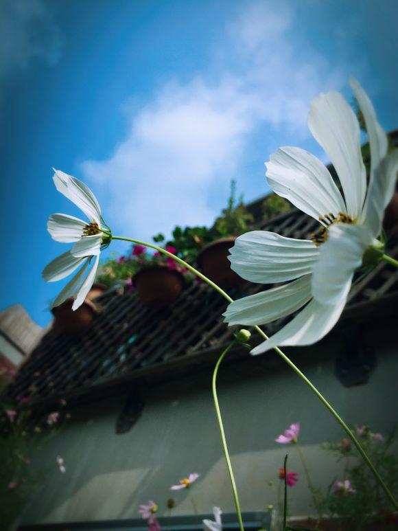 一位90后的姑娘，整天痴迷于花草，结果将生活变成了美丽的诗！