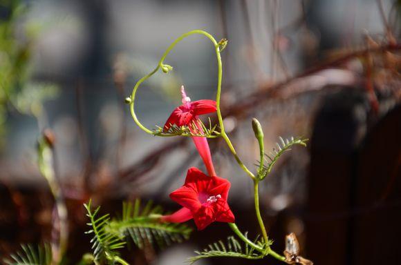 一位90后的姑娘，整天痴迷于花草，结果将生活变成了美丽的诗！