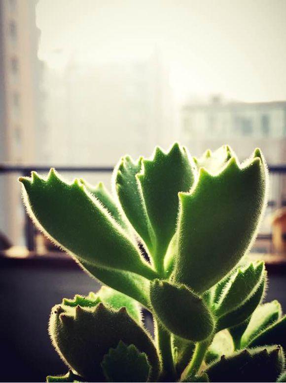 一位90后的姑娘，整天痴迷于花草，结果将生活变成了美丽的诗！