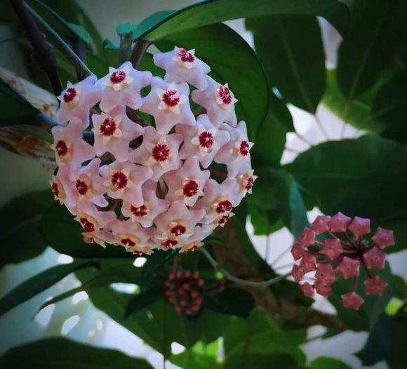 一位90后的姑娘，整天痴迷于花草，结果将生活变成了美丽的诗！