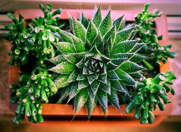 一位90后的姑娘，整天痴迷于花草，结果将生活变成了美丽的诗！