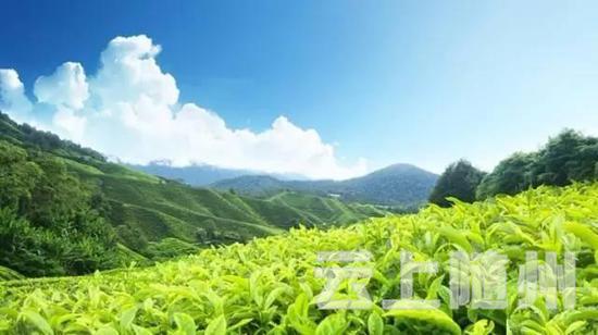 恩施玉露产于湖北恩施。湖北产茶历史悠久，早在唐代就已很著名，现仍是我国的重要产茶省份。恩施玉露产于湖北恩施市东郊五峰山。