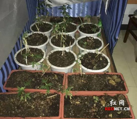 &ldquo;瘾君子&rdquo;出租房建&ldquo;温室&rdquo; 种植大麻供吸食