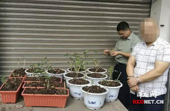 &ldquo;瘾君子&rdquo;出租房建&ldquo;温室&rdquo; 种植大麻供吸食