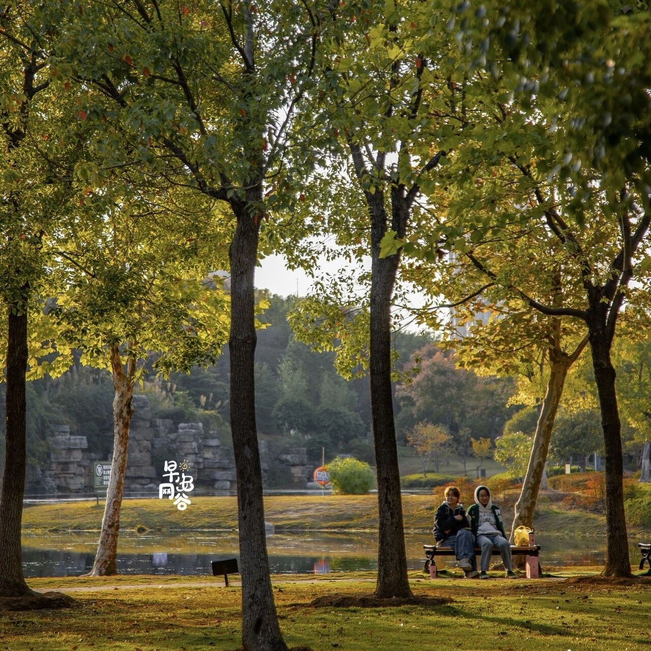 来了来了，这个公园的秋天终于又来了！