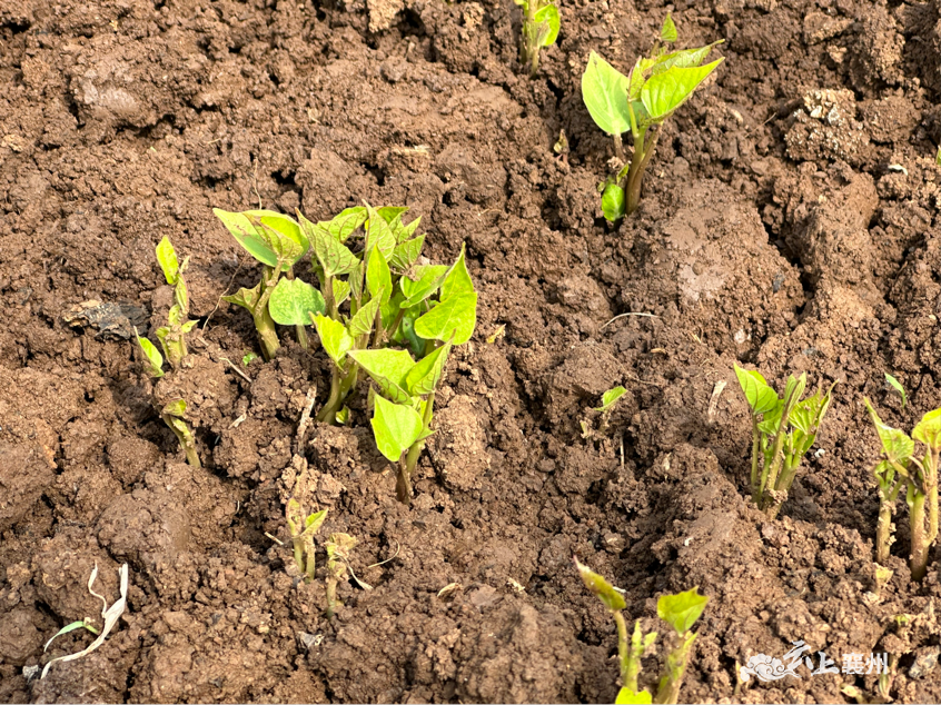 万象耕新红薯育苗正当时