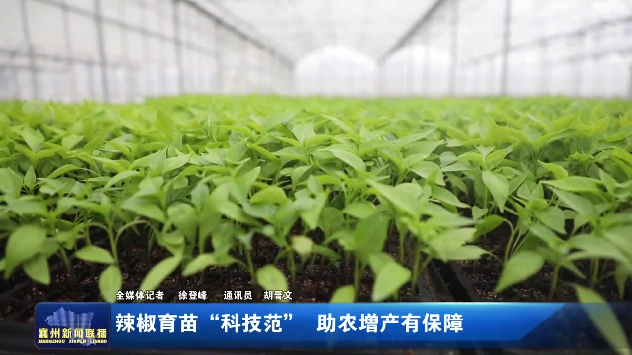 辣椒育苗“科技范” 助农增产有保障