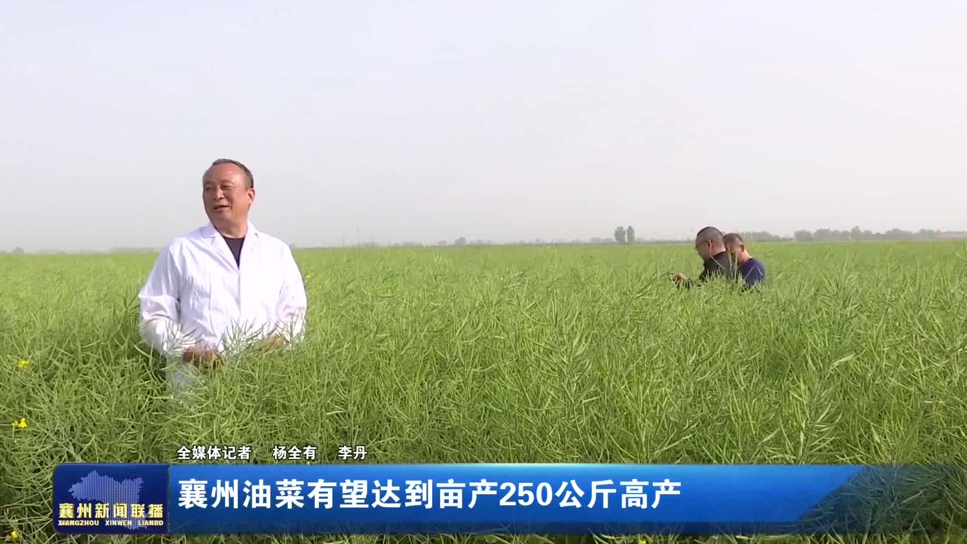 襄州油菜有望达到亩产250公斤高产