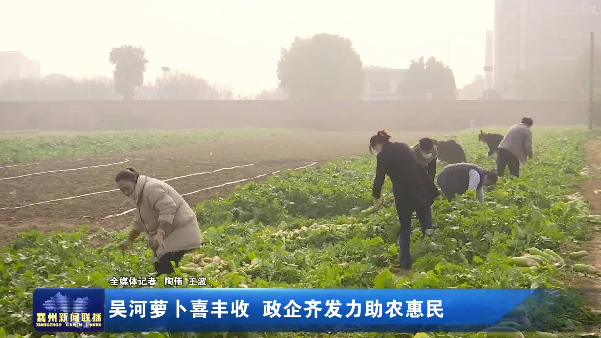 吴河萝卜喜丰收 政企齐发力助农惠民