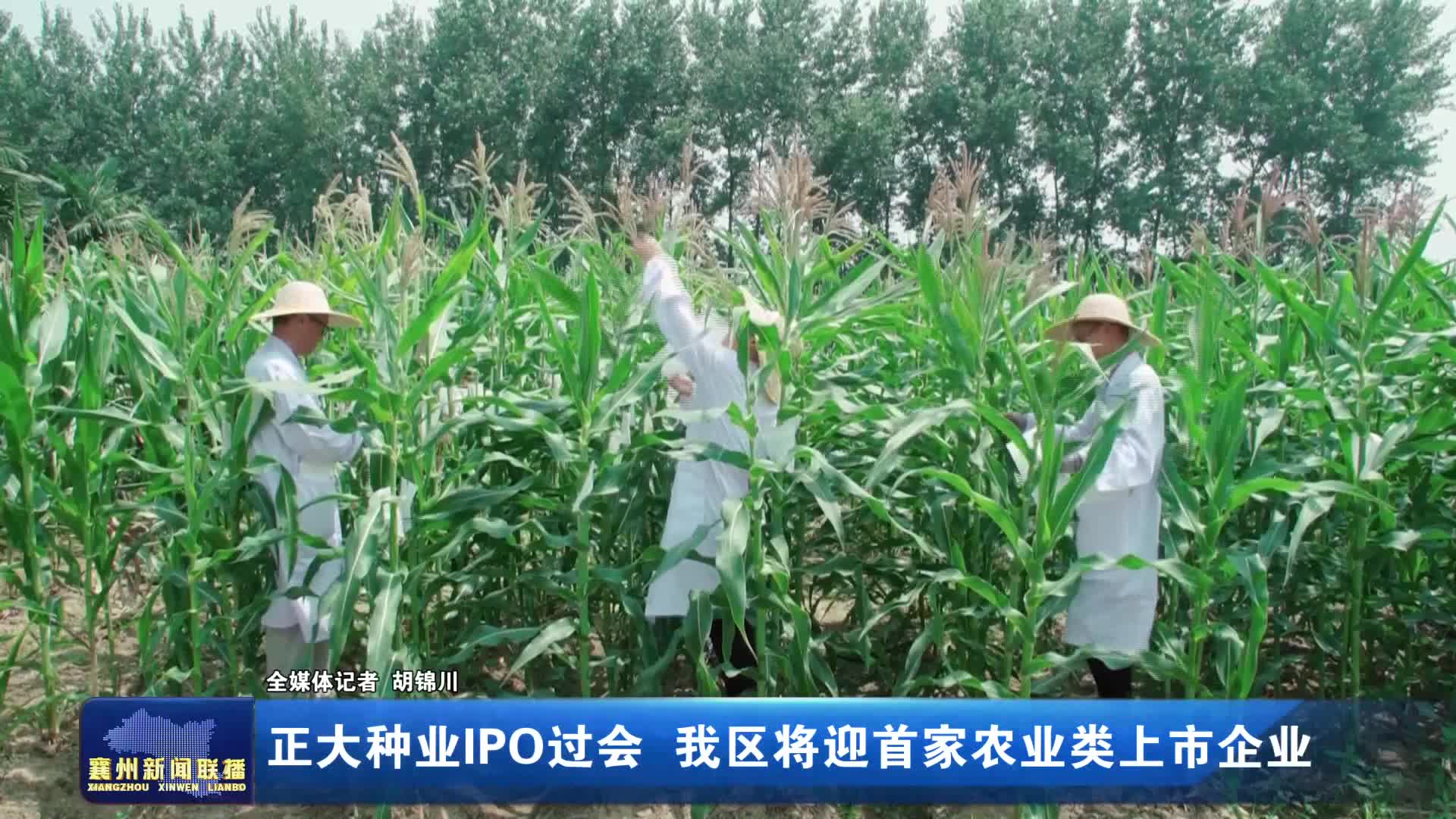 正大种业IPO过会 我区将迎首家农业类上市企业
