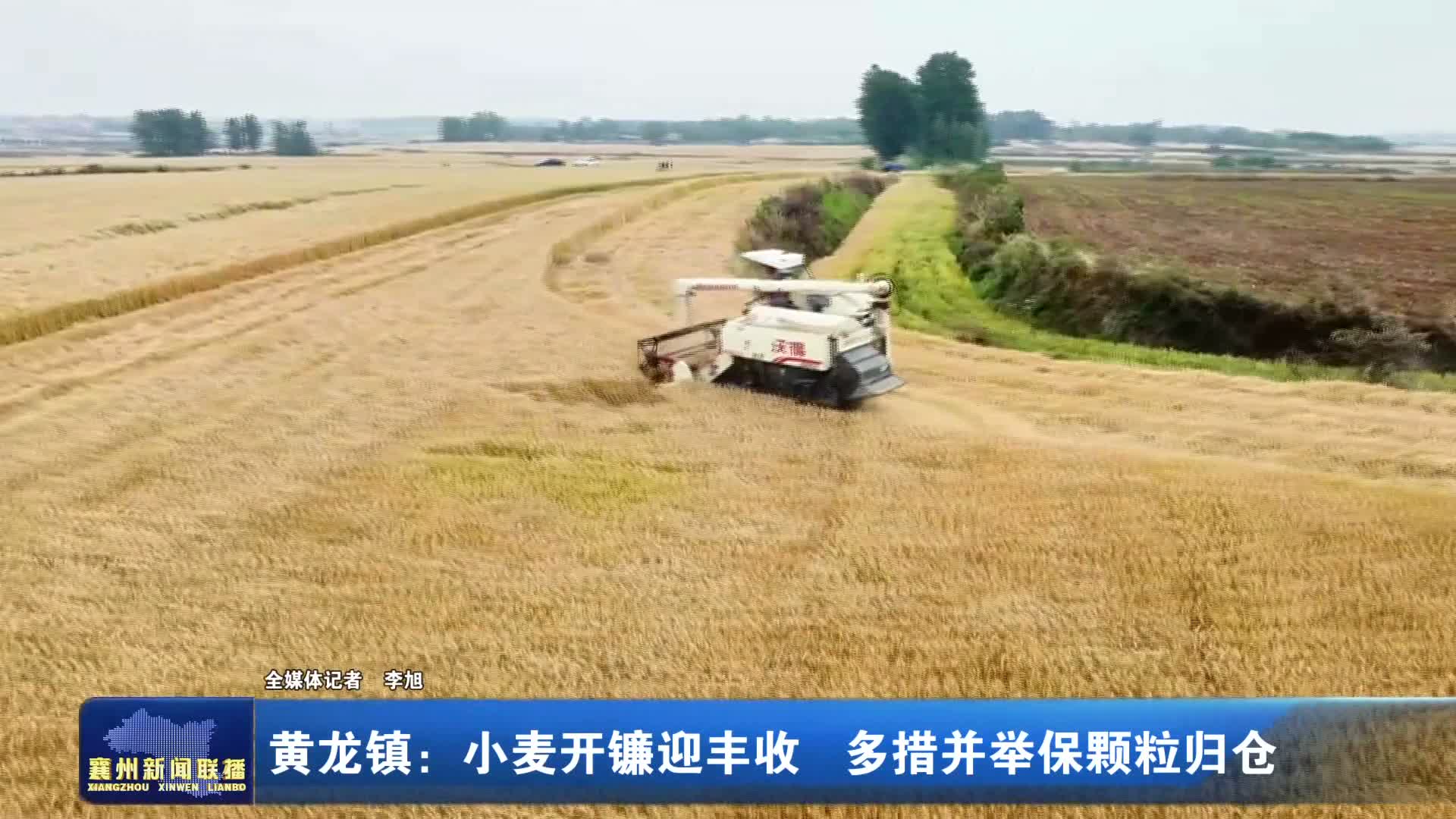 黄龙镇:小麦开镰迎丰收多措并举保颗粒归仓