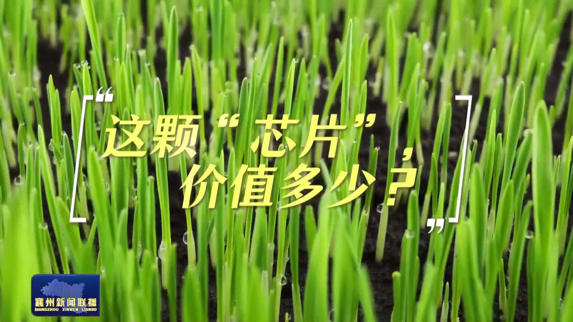 一颗种子的“芯”征程