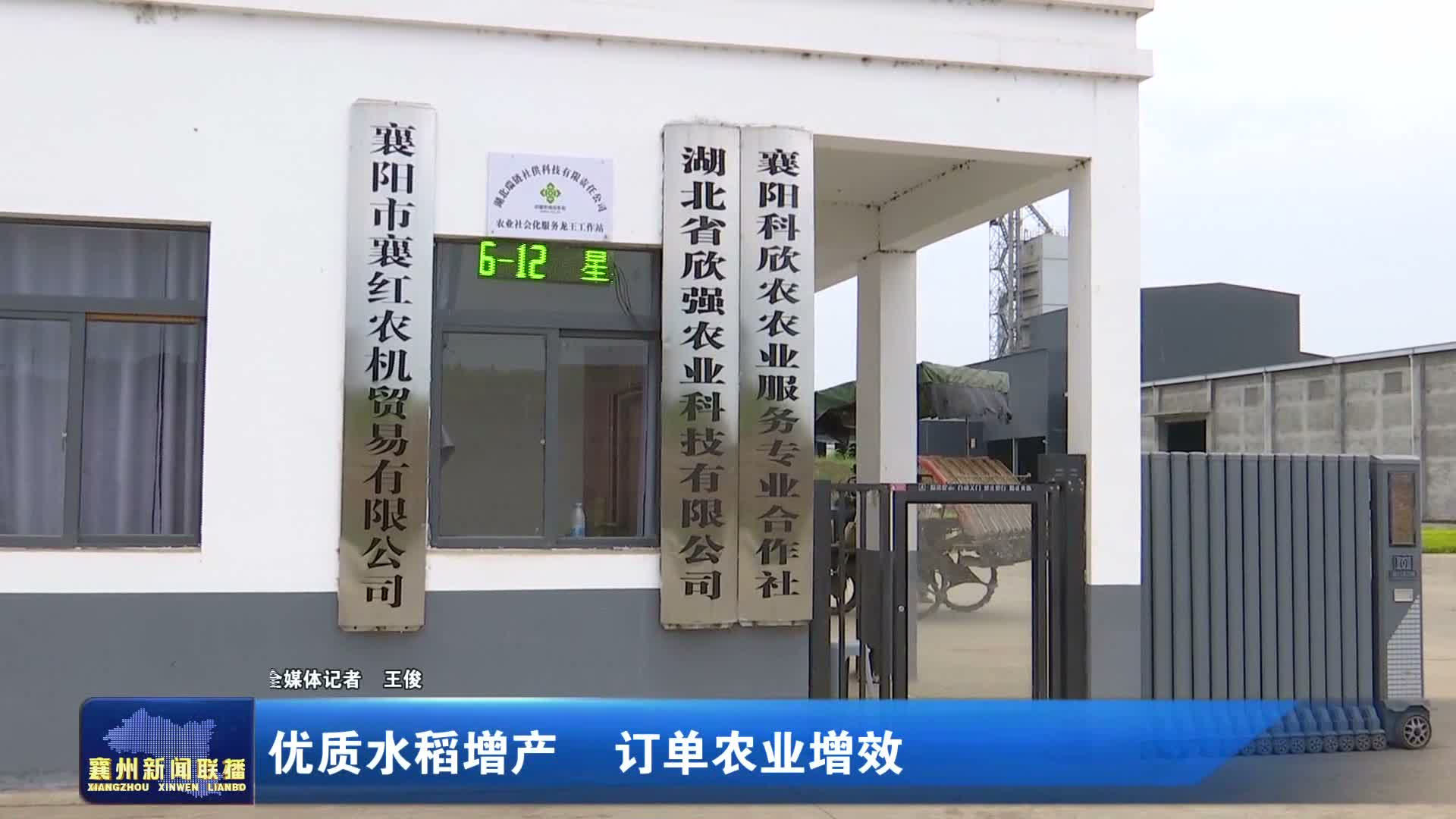 优质水稻增产 订单农业增效