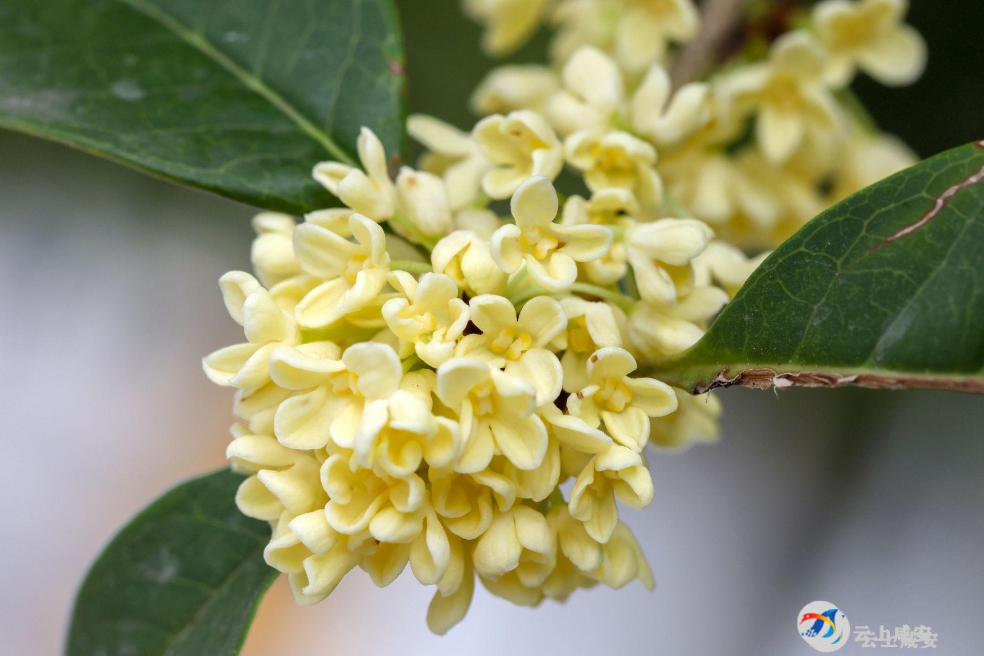 花香不怕晚,哪怕你姗姗来迟!咸安开启桂花盛宴