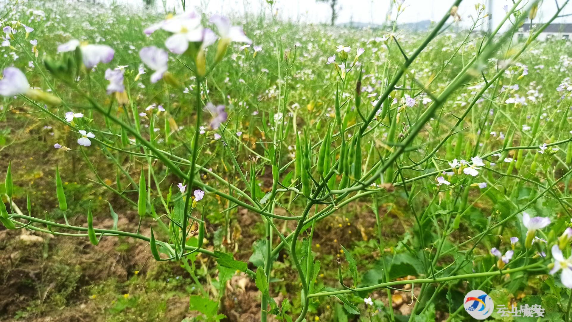 一根萝卜的花样蝶变