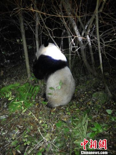 四川野生大熊猫误入水电站落水经成功救援后重返大自然