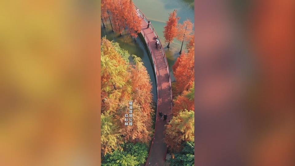 【新闻直通车】冬日限定“红”运！磁湖湿地公园水杉进入最佳观赏期