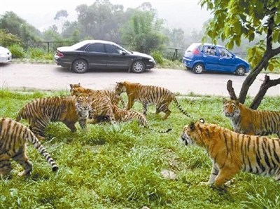 中国动物园协会：零距离自驾游野生动物园应淘汰