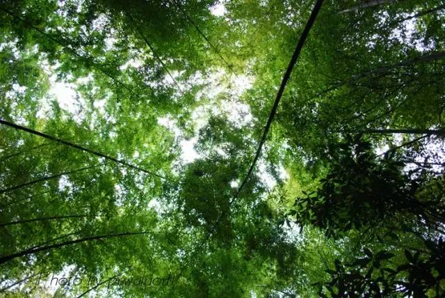 6月起，四川这些地方简直美得一塌糊涂，够你玩整年
